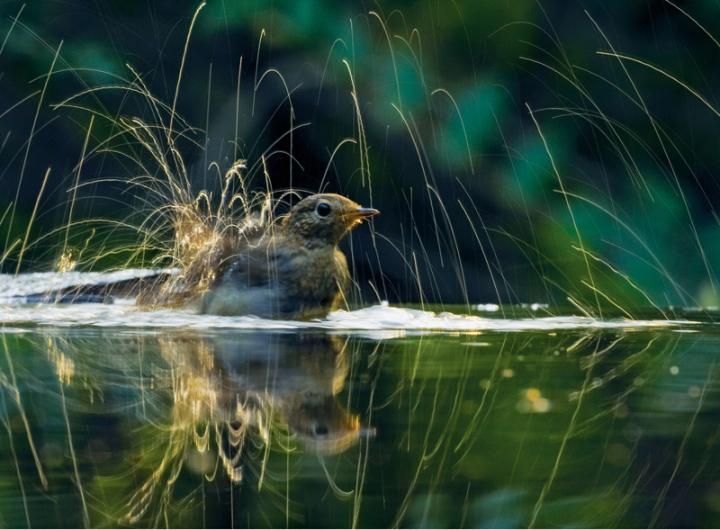 Splashes of water as the little robin enjoys splashing in the water