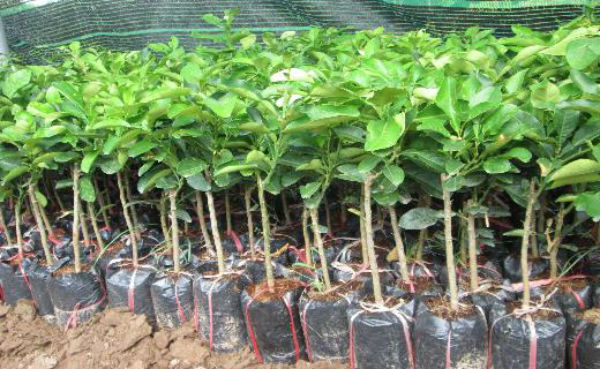 Kỹ thuật trồng bưởi Diễn cho quả sai, mọng nước