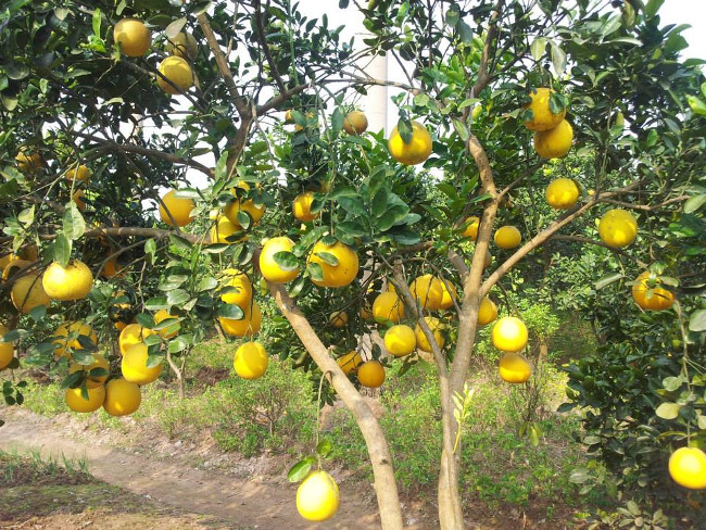 Kỹ thuật trồng bưởi Diễn cho quả sai, mọng nước