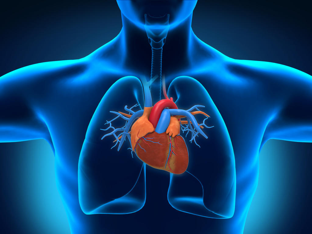 Khám phá thú vị về hệ tuần hoàn của con người
