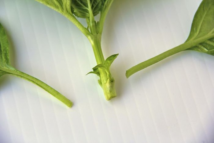 Tự trồng húng quế theo cách thủy canh đơn giản tại nhà