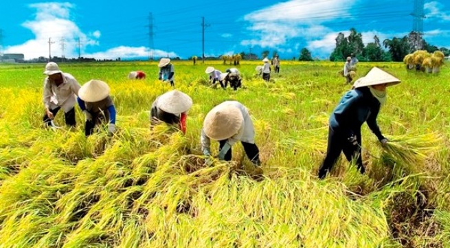 Say nắng, say nóng: Nguyên nhân và cách xử trí
