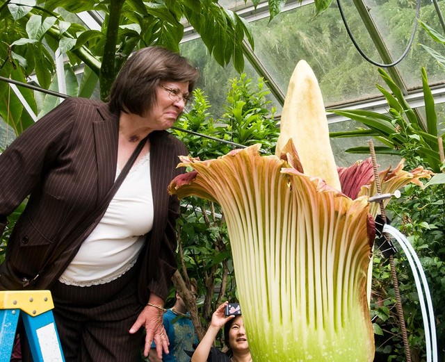 Ngày 8/6: Siêu hoa Titan Arum lần đầu tiên nở, phát hiện tân tinh sáng nhất vũ trụ