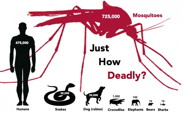  Muỗi là động vật gây ra cái chết nhiều nhất trên Trái Đất