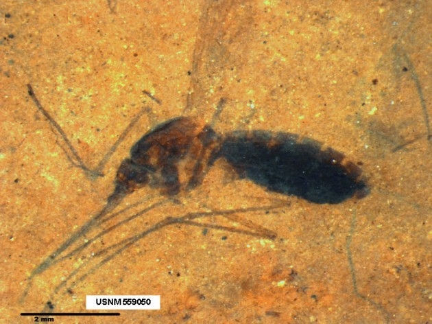  Muỗi có mặt trên Trái Đất từ 210 triệu năm trước