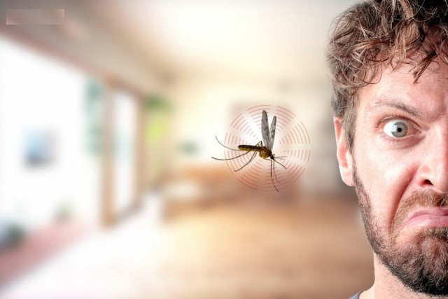 Tại sao muỗi thích bay vo vo quanh đầu?