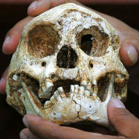 Tìm thấy xương “người lùn” Hobbit 700.000 năm ở châu Á
