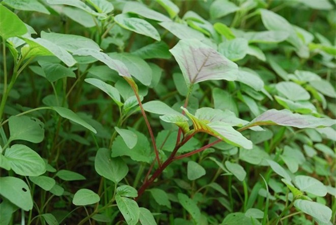 Kỹ thuật trồng rau dền tại nhà