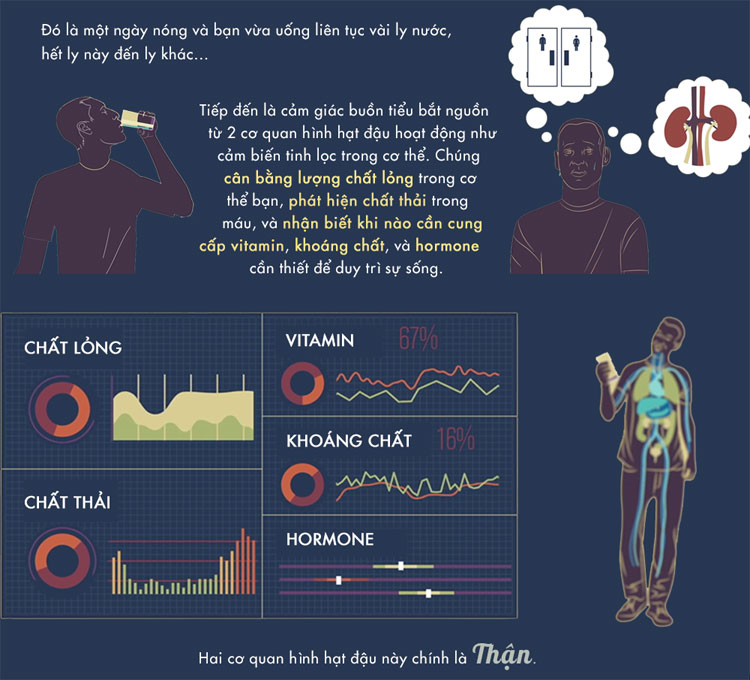 Mỗi ngày, 2 quả thận lọc đến 180 lít máu.