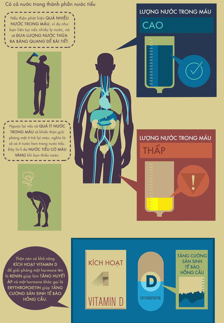 Thận còn có khả năng kích hoạt vitamin D để giải phóng 1 hormone tên là RENIN giúp làm tăng huyết áp.