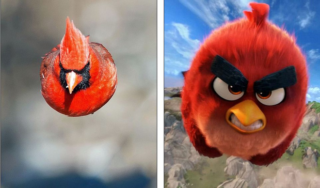 Đã tìm thấy nguyên mẫu đời thực chuẩn không cần chỉnh của chú chim Red trong Angry Birds
