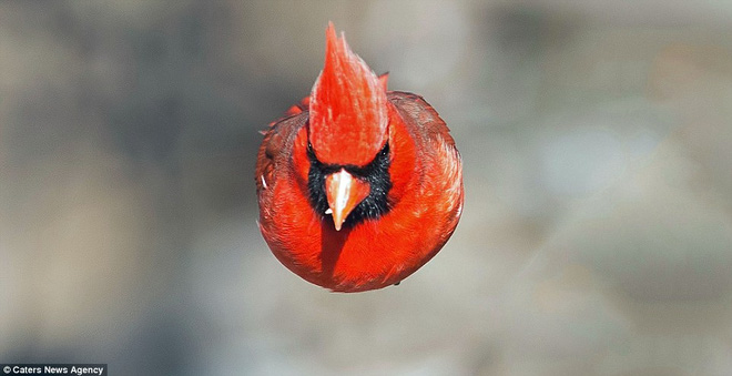 Đã tìm thấy nguyên mẫu đời thực chuẩn không cần chỉnh của chú chim Red trong Angry Birds