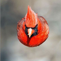 Đã tìm thấy nguyên mẫu đời thực chuẩn không cần chỉnh của chú chim Red trong Angry Birds