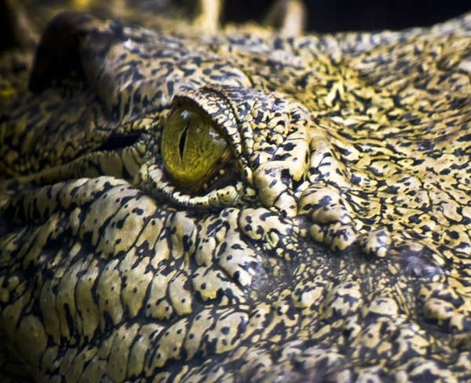 Mắt cá sấu không có tuyến lệ.