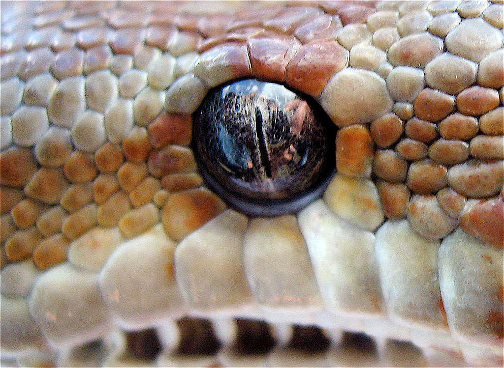 Mắt rắn không có các mí mắt chuyển động.