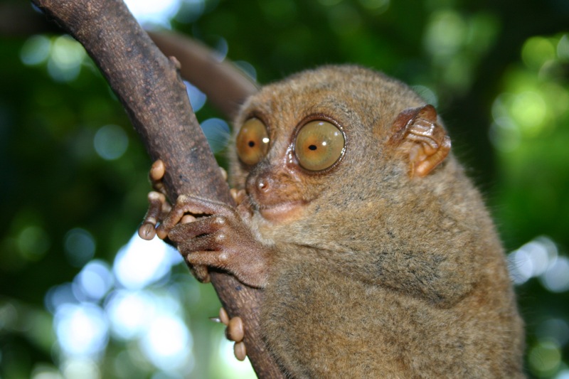 Mắt khỉ Tarsier