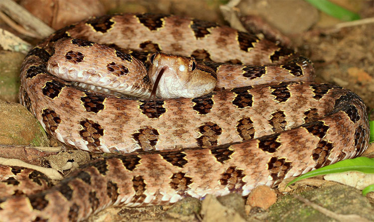 Rắn lục cườm Protobothrops mucrosquamatus.