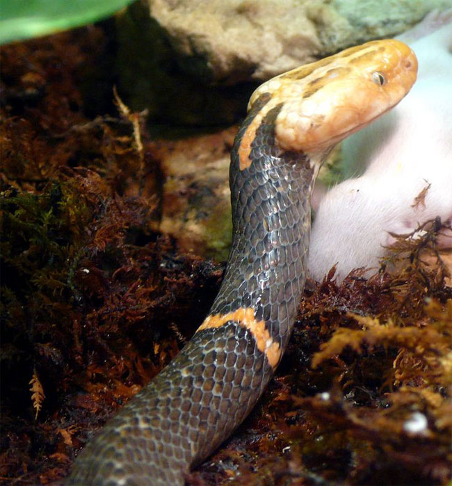 Loài rắn lục đầu bạc trên thế giới.
