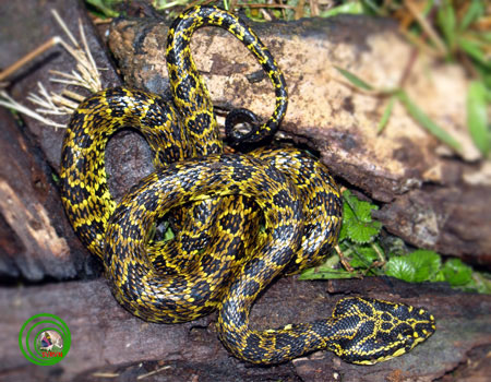 Hoa văn đáng sợ của rắn lục Jerdon được chụp trên núi Fansipan. 