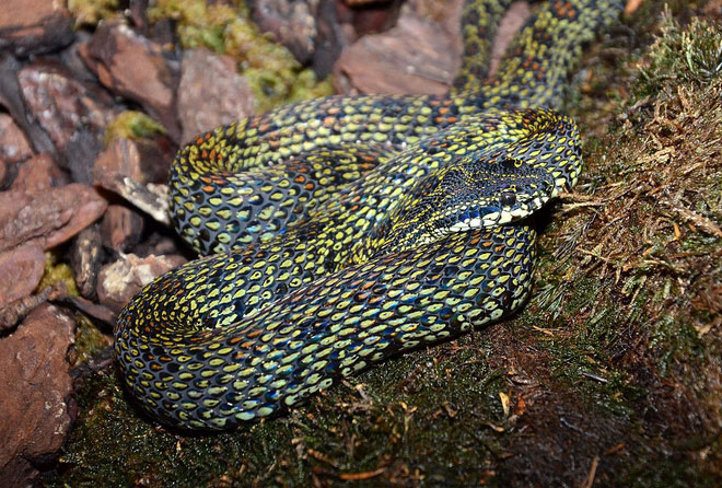 Loài rắn lục Jerdon trên thế giới sở hữu hoa văn tinh xảo, ánh lên màu xanh ngọc. 