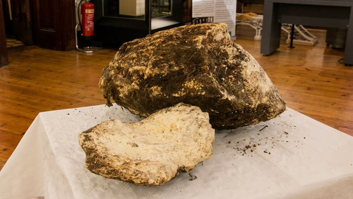 Tảng bơ vẫn ăn được sau 2000 năm chôn dưới đầm lầy Ireland