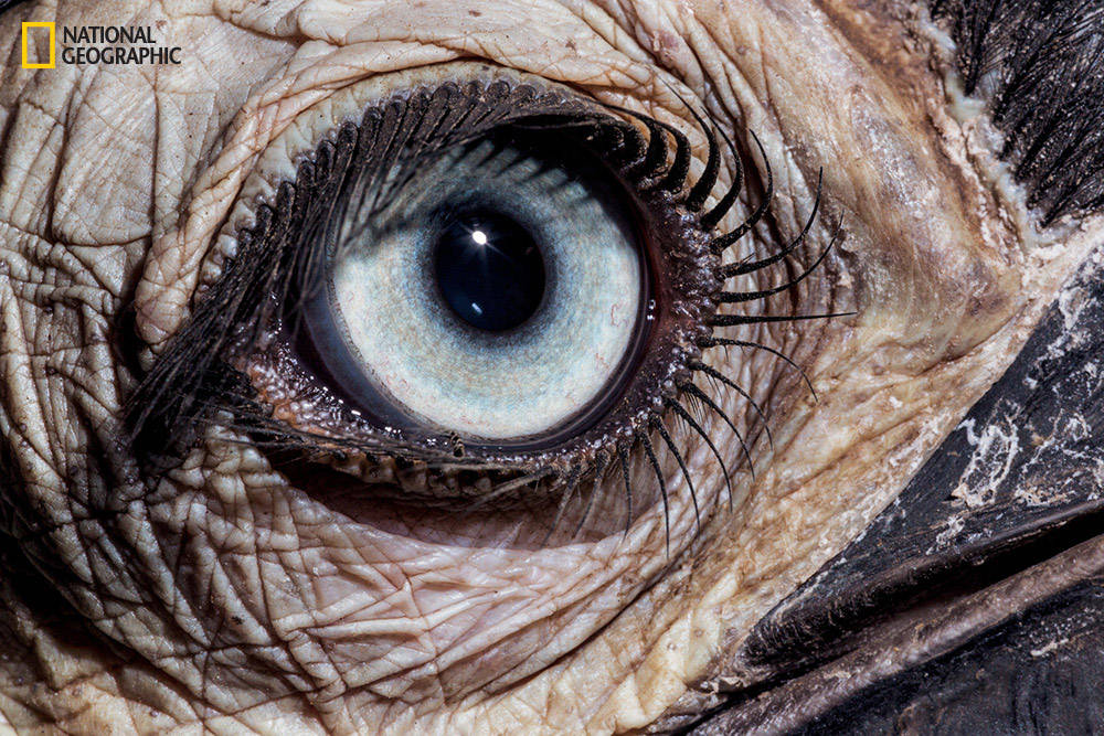 Đôi mắt với viền lông mi xoáy tuyệt đẹp này theo bạn là của loài vật nào?