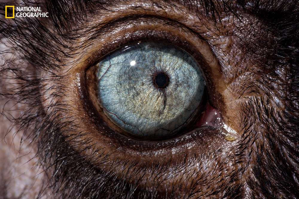 Đôi mắt sắc sảo này có thể là của loài khỉ hoặc sư tử bởi có thể thấy xung quanh là phần lông đen