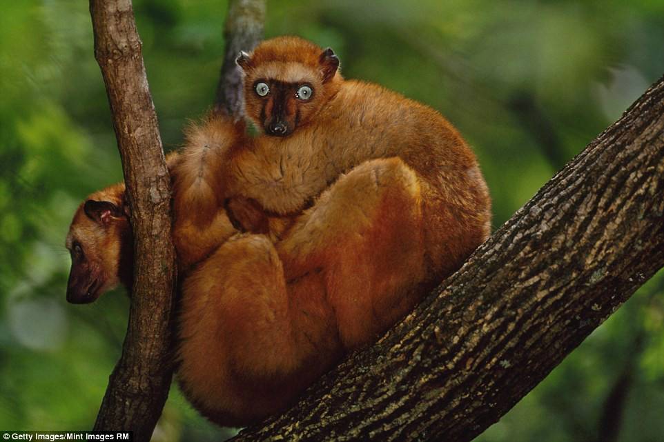 Nó lại thuộc về loài vượn đen mắt xanh (Eulemur flavifrons).