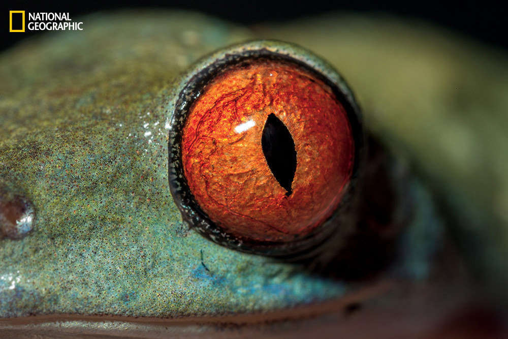 Đôi mắt lồi dễ dàng nhận thấy của loài ếch.