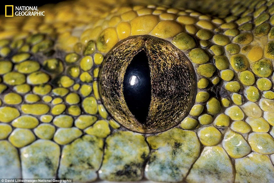 Phải chăng đây mới đúng là ánh mắt của loài rắn?