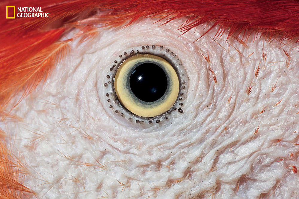 Nhiều người sẽ cho rằng đây là con mắt của loài gà hoặc chim?