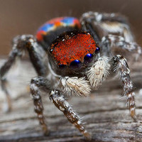 "Sởn da gà" loài nhện hoang dã với vẻ ngoài kỳ lạ