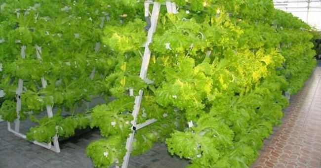 Nhà máy trồng rau không cần đất ở Trung Quốc