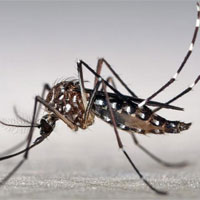 Phát hiện một loạt hoạt chất có tác dụng kháng virus Zika