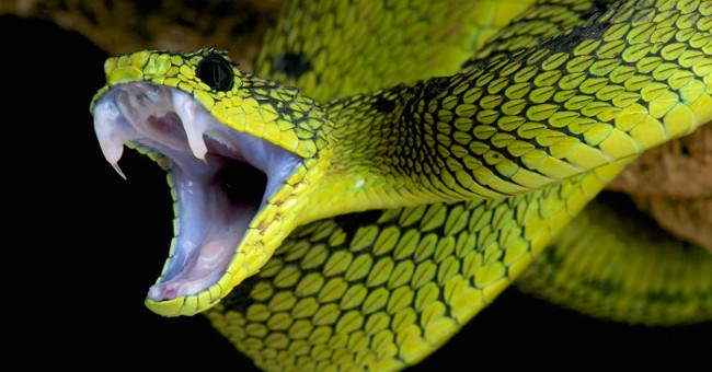 Rắn Dinodon meridionale: "Ông vua có cú đớp nhanh nhất" Việt Nam