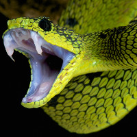 Rắn Dinodon meridionale: "Ông vua có cú đớp nhanh nhất" Việt Nam
