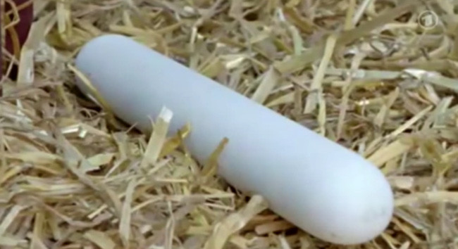 Sự thật đằng sau những quả trứng gà dài 30cm nổi tiếng của Đan Mạch