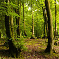 Những loại cây chịu ảnh hưởng nặng nề nhất của biến đổi khí hậu