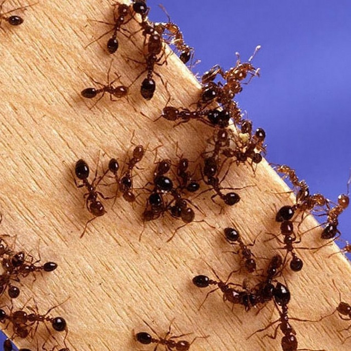Loài kiến không thích mùi hương và các thuộc tính của cà phê.