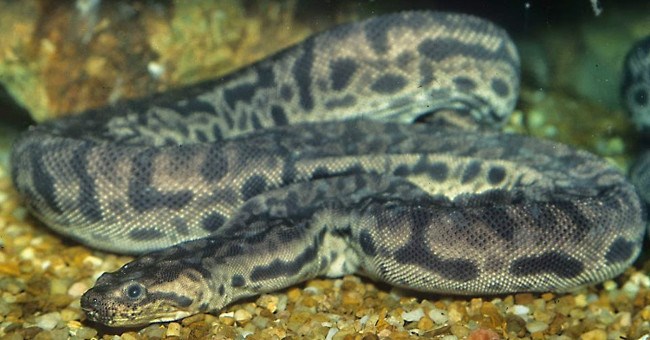 Kỹ năng siết chết con mồi khủng khiếp của "thủy quái" dài 2,5m