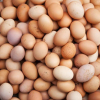 Canada tìm ra công nghệ phát hiện giới tính trứng gà trước khi ấp