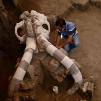 Hóa thạch voi ma mút vạn năm tuổi nặng 10 tấn ở Mexico