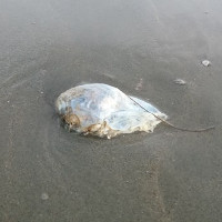 Nhiều "vật thể lạ" hình trứng xuất hiện ở bãi biển Trà Cổ