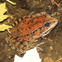 Dùng thuật toán để phát hiện loài ếch sắp tuyệt chủng