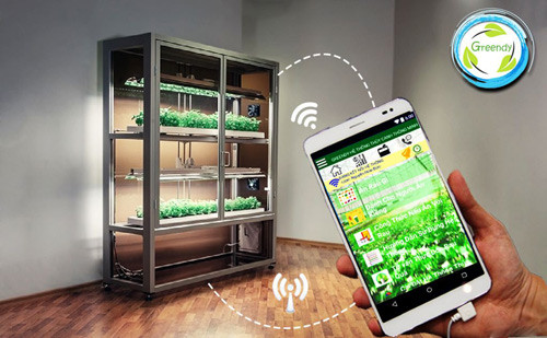Sinh viên với dự án trồng rau không cần đất