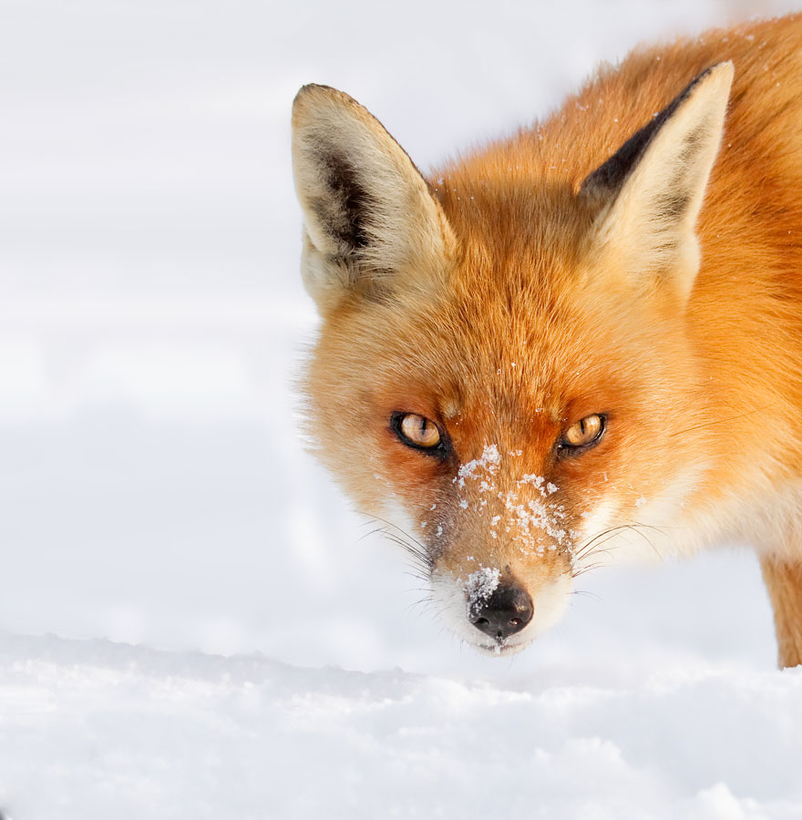Cận cảnh loài cáo đỏ đẹp mê hồn trong tuyết trắng - KhoaHoc.tv