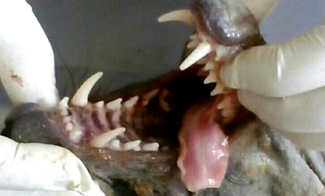 Quái vật ma cà rồng chuyên hút máu bị bắt