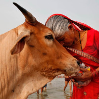 Nước tiểu loài bò nổi tiếng Ấn Độ chứa vàng và thuốc chữa bệnh
