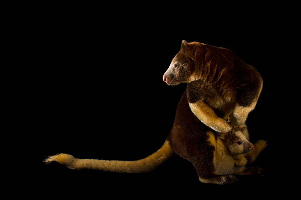 Like Mother, Like Son - Một con báo đốm (Panthera onca) đang học cách săn mồi từ mẹ nó trong giai đoạn 2 năm đầu đời.
