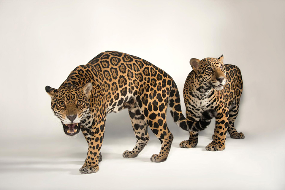 Đười ươi Borneo (Pongo pygmaeus).